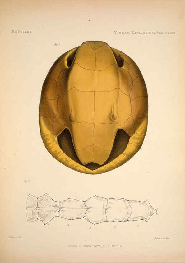 Reproducción/Reproduction 6258165726: Anatomical and zoological researches v.2. London,B. Quaritch,1878