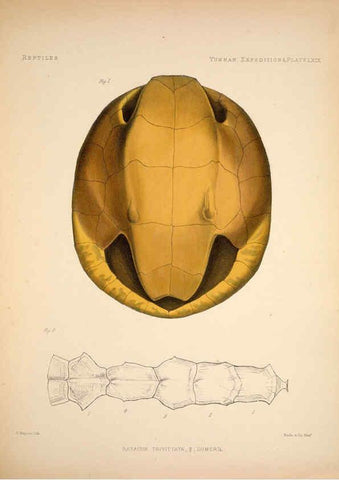 Reproducción/Reproduction 6258165726: Anatomical and zoological researches v.2. London,B. Quaritch,1878