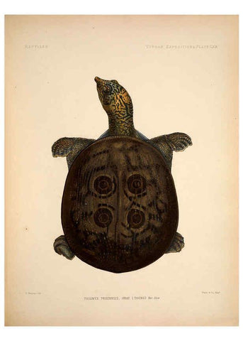 Reproducción/Reproduction 6258165904: Anatomical and zoological researches v.2. London,B. Quaritch,1878