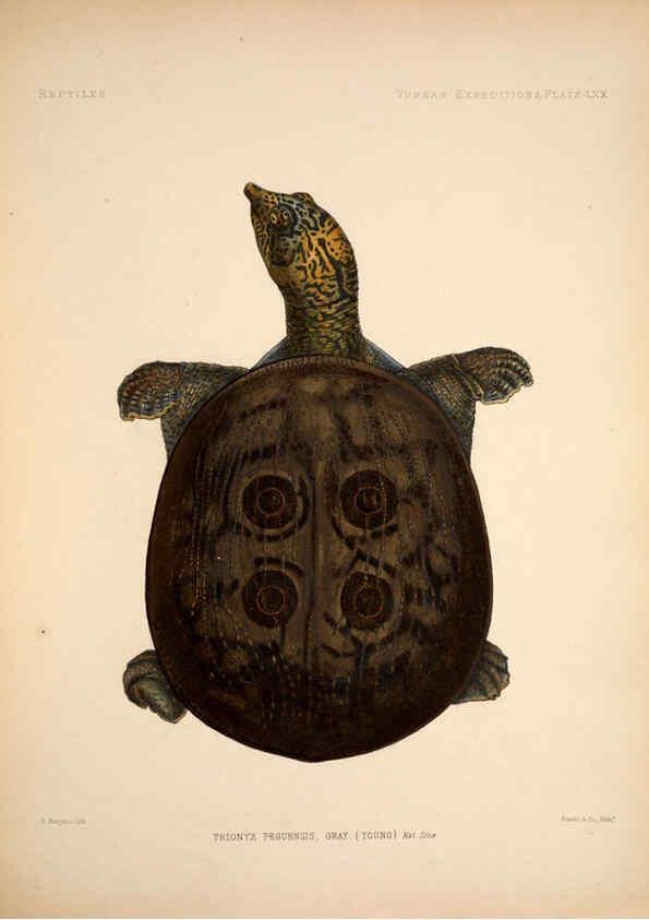 Reproducción/Reproduction 6258165904: Anatomical and zoological researches v.2. London,B. Quaritch,1878