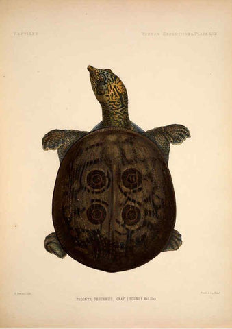Reproducción/Reproduction 6258165904: Anatomical and zoological researches v.2. London,B. Quaritch,1878