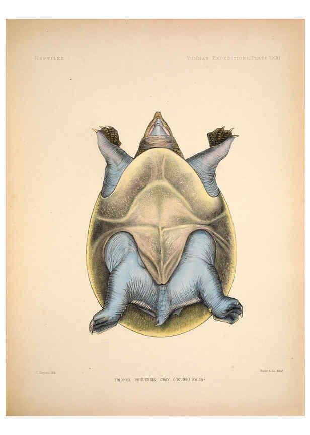 Reproducción/Reproduction 6258166110: Anatomical and zoological researches v.2. London,B. Quaritch,1878
