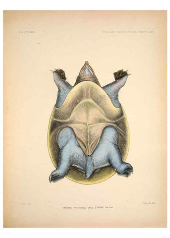 Reproducción/Reproduction 6258166110: Anatomical and zoological researches v.2. London,B. Quaritch,1878
