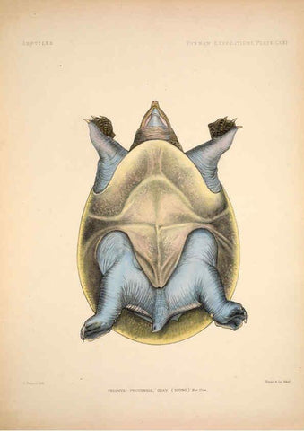 Reproducción/Reproduction 6258166110: Anatomical and zoological researches v.2. London,B. Quaritch,1878