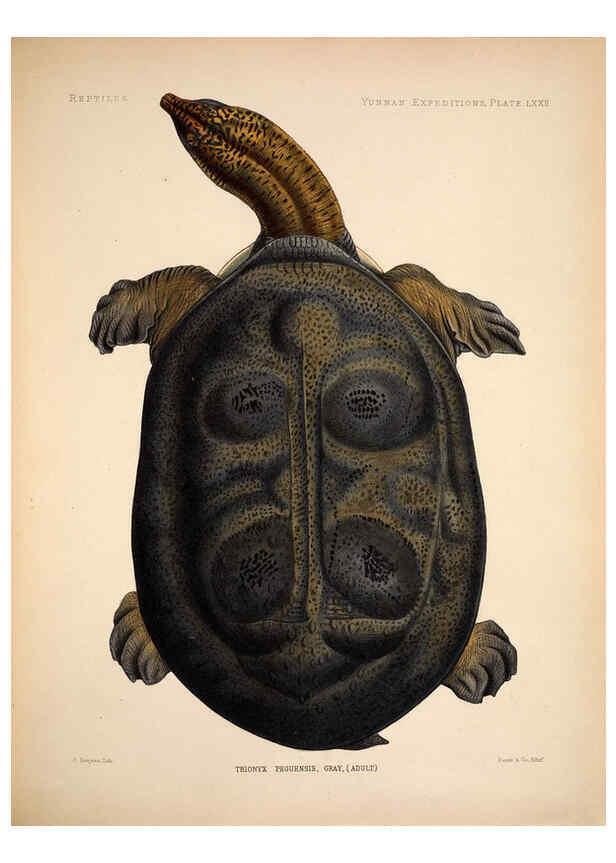 Reproducción/Reproduction 6258166298: Anatomical and zoological researches v.2. London,B. Quaritch,1878