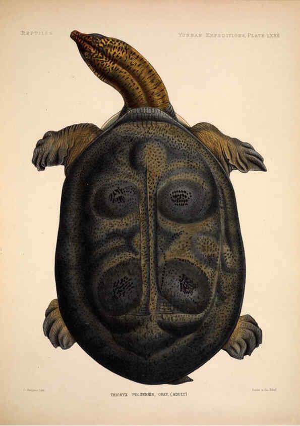 Reproducción/Reproduction 6258166298: Anatomical and zoological researches v.2. London,B. Quaritch,1878