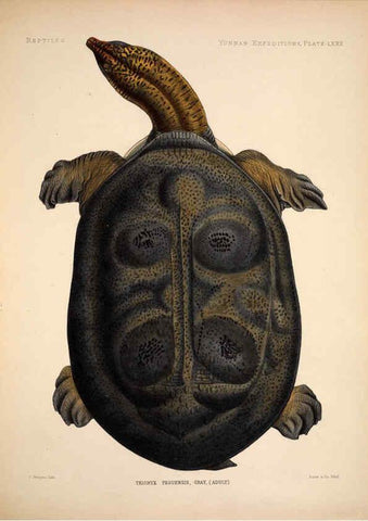 Reproducción/Reproduction 6258166298: Anatomical and zoological researches v.2. London,B. Quaritch,1878