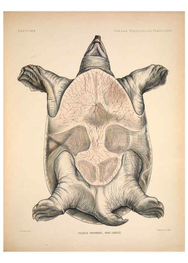 Reproducción/Reproduction 6258166480: Anatomical and zoological researches v.2. London,B. Quaritch,1878