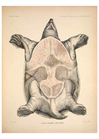 Reproducción/Reproduction 6258166480: Anatomical and zoological researches v.2. London,B. Quaritch,1878