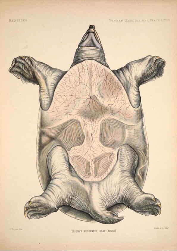 Reproducción/Reproduction 6258166480: Anatomical and zoological researches v.2. London,B. Quaritch,1878