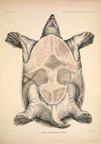 Reproducción/Reproduction 6258166480: Anatomical and zoological researches v.2. London,B. Quaritch,1878