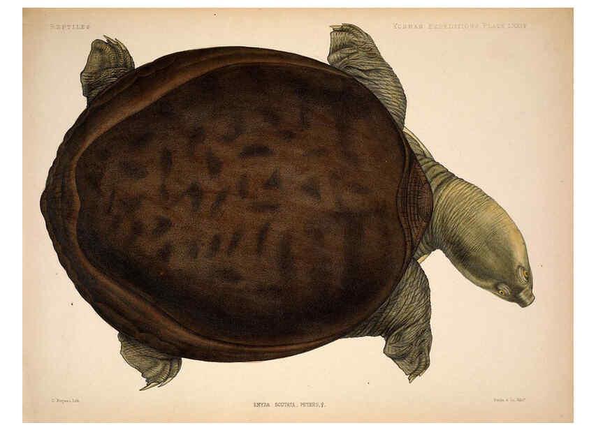Reproducción/Reproduction 6257640149: Anatomical and zoological researches v.2. London,B. Quaritch,1878