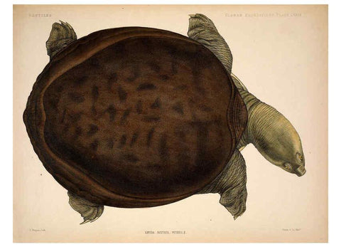Reproducción/Reproduction 6257640149: Anatomical and zoological researches v.2. London,B. Quaritch,1878