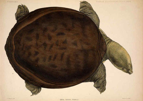 Reproducción/Reproduction 6257640149: Anatomical and zoological researches v.2. London,B. Quaritch,1878