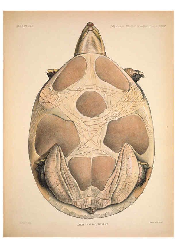 Reproducción/Reproduction 6258167000: Anatomical and zoological researches v.2. London,B. Quaritch,1878