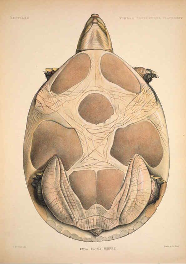 Reproducción/Reproduction 6258167000: Anatomical and zoological researches v.2. London,B. Quaritch,1878