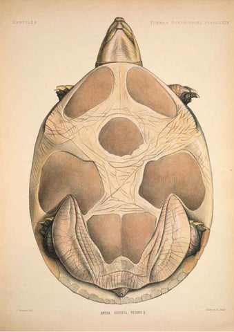 Reproducción/Reproduction 6258167000: Anatomical and zoological researches v.2. London,B. Quaritch,1878