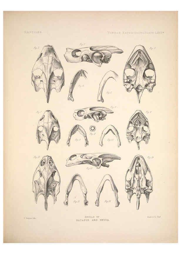 Reproducción/Reproduction 6258167260: Anatomical and zoological researches v.2. London,B. Quaritch,1878