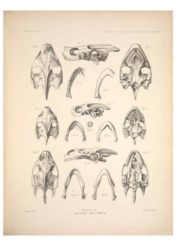 Reproducción/Reproduction 6258167260: Anatomical and zoological researches v.2. London,B. Quaritch,1878