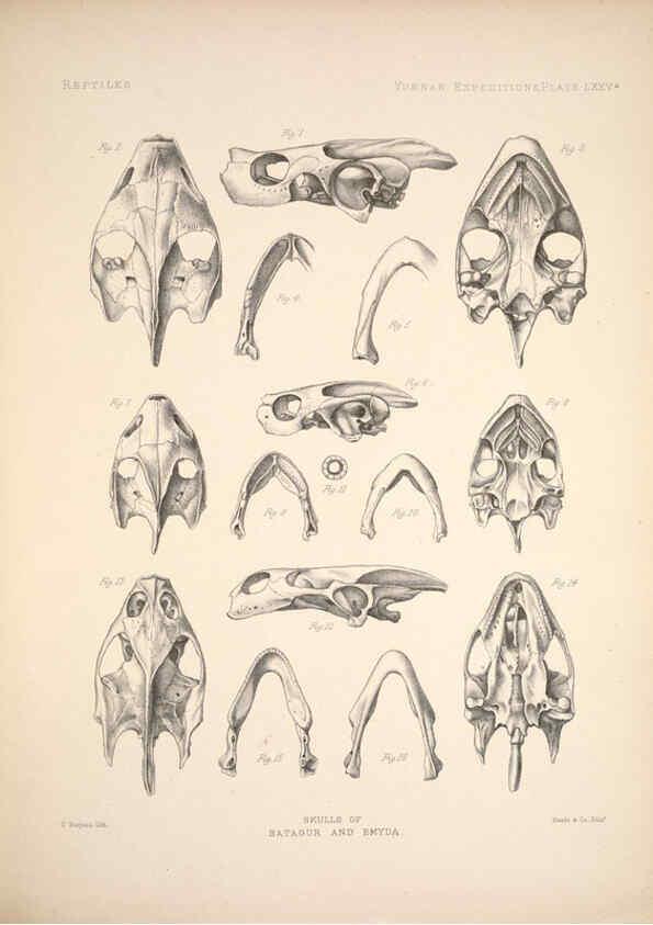 Reproducción/Reproduction 6258167260: Anatomical and zoological researches v.2. London,B. Quaritch,1878