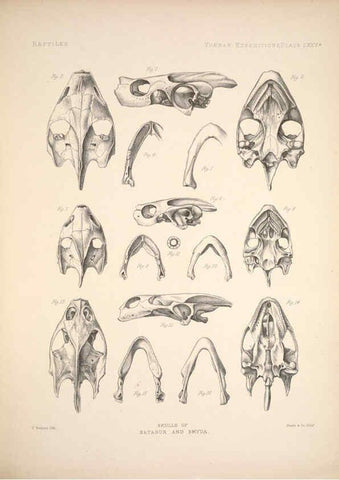 Reproducción/Reproduction 6258167260: Anatomical and zoological researches v.2. London,B. Quaritch,1878