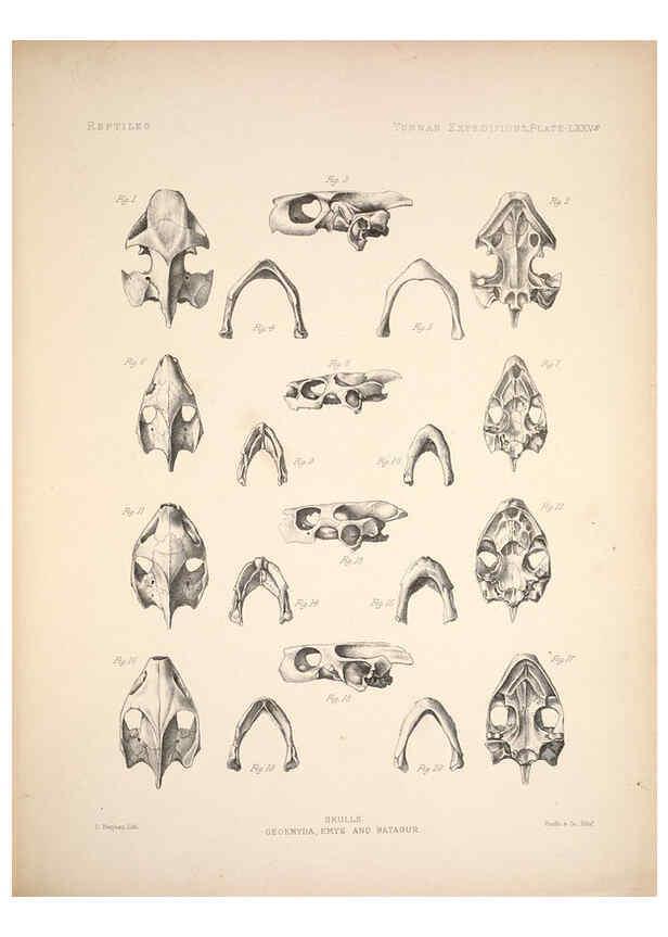 Reproducción/Reproduction 6257640935: Anatomical and zoological researches v.2. London,B. Quaritch,1878
