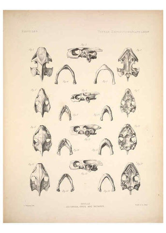 Reproducción/Reproduction 6257640935: Anatomical and zoological researches v.2. London,B. Quaritch,1878