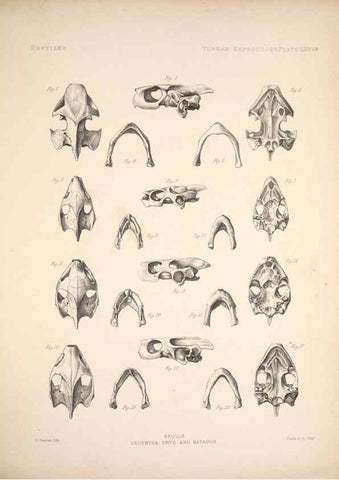 Reproducción/Reproduction 6257640935: Anatomical and zoological researches v.2. London,B. Quaritch,1878