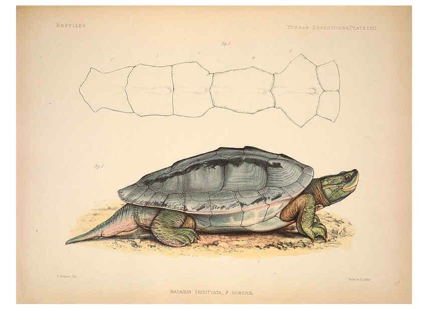 Reproducción/Reproduction 6257637543: Anatomical and zoological researches v.2. London,B. Quaritch,1878