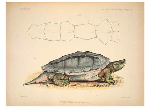 Reproducción/Reproduction 6257637543: Anatomical and zoological researches v.2. London,B. Quaritch,1878