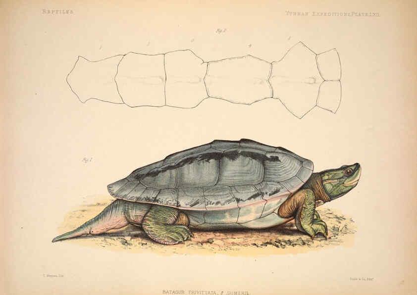 Reproducción/Reproduction 6257637543: Anatomical and zoological researches v.2. London,B. Quaritch,1878