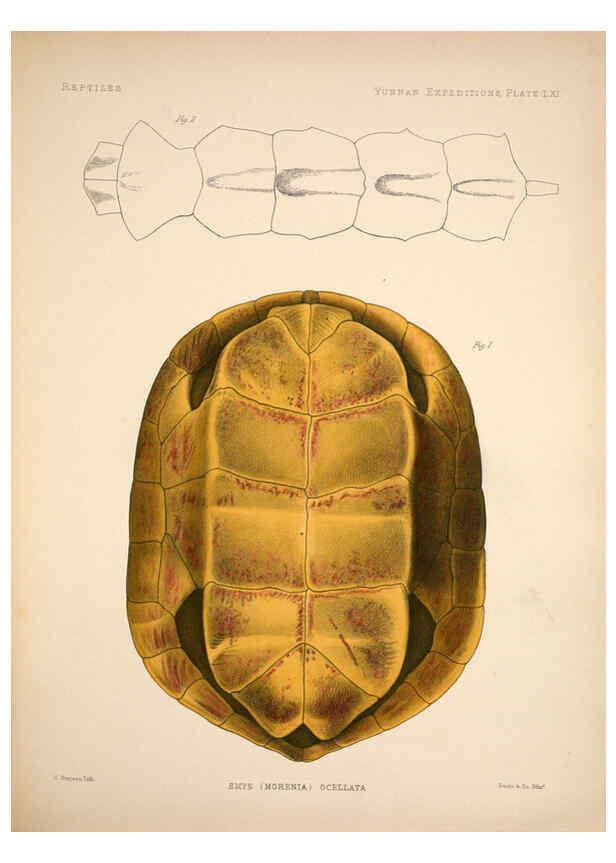 Reproducción/Reproduction 6258163712: Anatomical and zoological researches v.2. London,B. Quaritch,1878