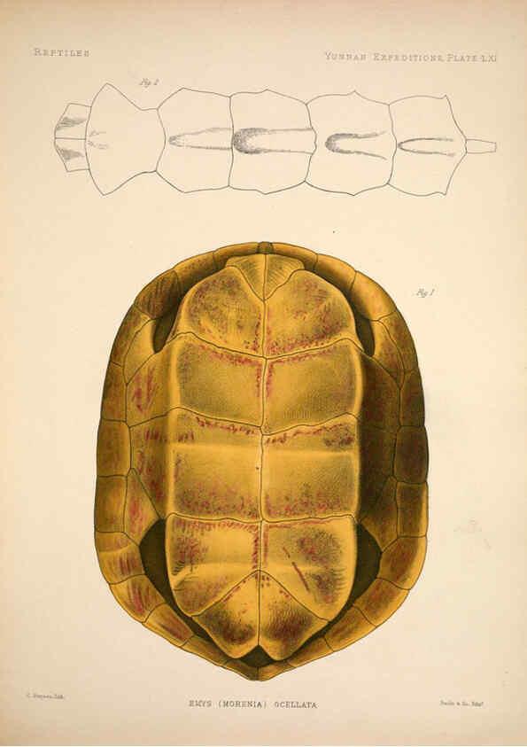 Reproducción/Reproduction 6258163712: Anatomical and zoological researches v.2. London,B. Quaritch,1878