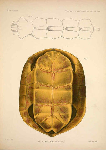 Reproducción/Reproduction 6258163712: Anatomical and zoological researches v.2. London,B. Quaritch,1878