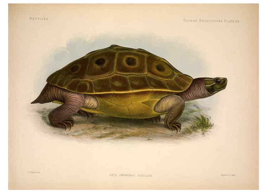 Reproducción/Reproduction 6257637053: Anatomical and zoological researches v.2. London,B. Quaritch,1878