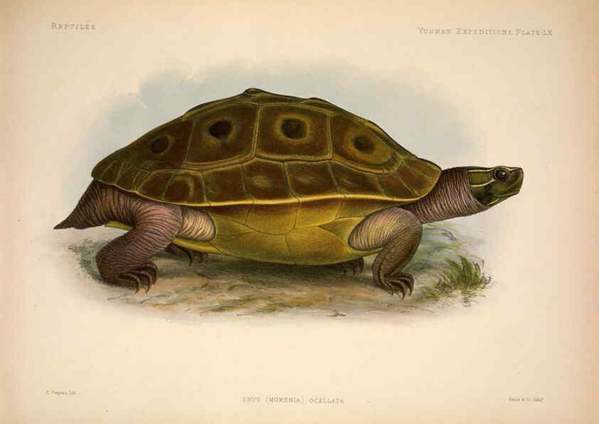 Reproducción/Reproduction 6257637053: Anatomical and zoological researches v.2. London,B. Quaritch,1878