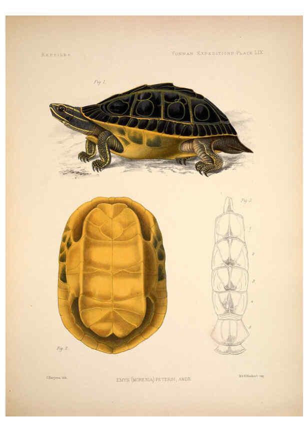 Reproducción/Reproduction 6257636811: Anatomical and zoological researches v.2. London,B. Quaritch,1878