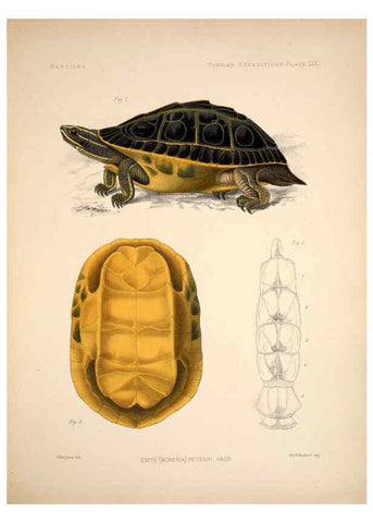 Reproducción/Reproduction 6257636811: Anatomical and zoological researches v.2. London,B. Quaritch,1878