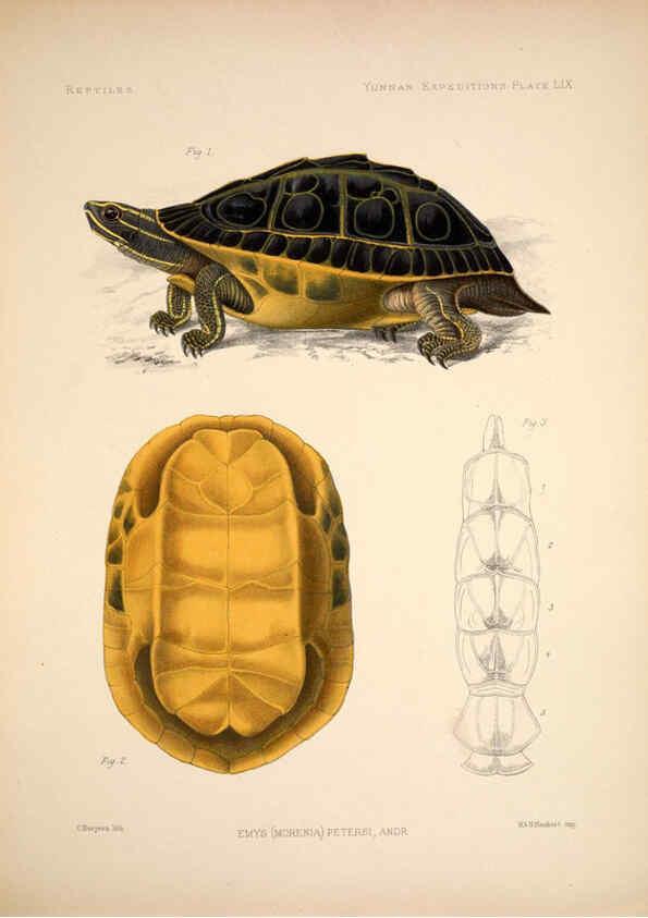Reproducción/Reproduction 6257636811: Anatomical and zoological researches v.2. London,B. Quaritch,1878