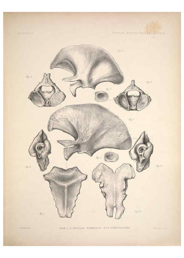 Reproducción/Reproduction 6257632821: Anatomical and zoological researches v.2. London,B. Quaritch,1878