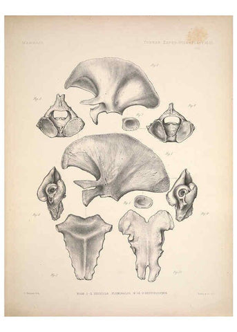 Reproducción/Reproduction 6257632821: Anatomical and zoological researches v.2. London,B. Quaritch,1878