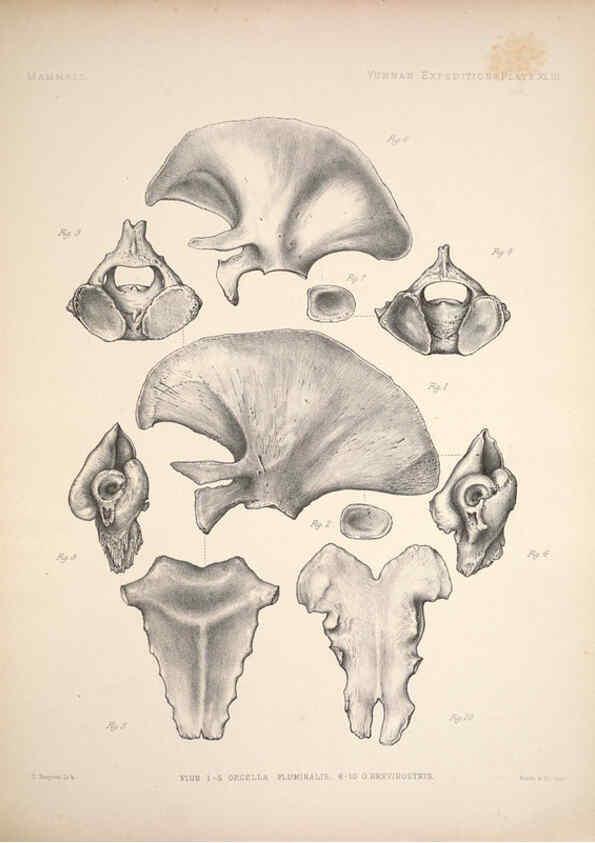 Reproducción/Reproduction 6257632821: Anatomical and zoological researches v.2. London,B. Quaritch,1878