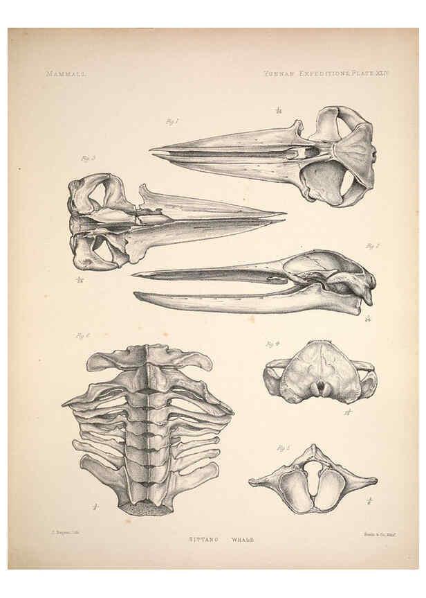 Reproducción/Reproduction 6257633013: Anatomical and zoological researches v.2. London,B. Quaritch,1878
