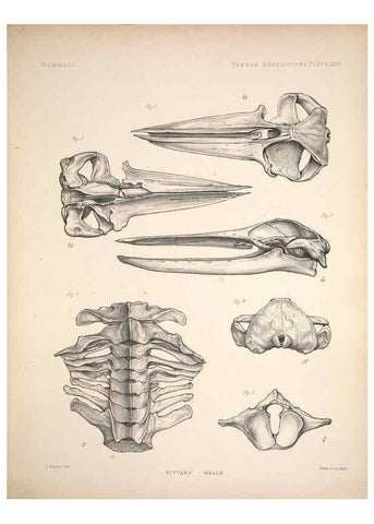 Reproducción/Reproduction 6257633013: Anatomical and zoological researches v.2. London,B. Quaritch,1878