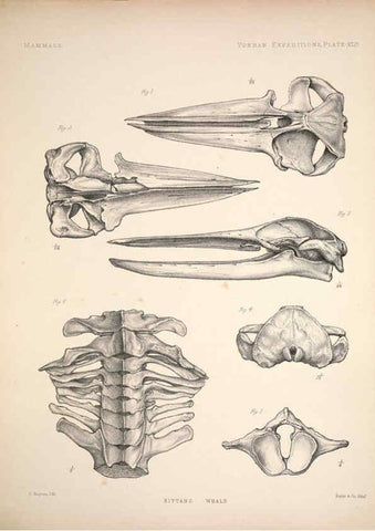 Reproducción/Reproduction 6257633013: Anatomical and zoological researches v.2. London,B. Quaritch,1878