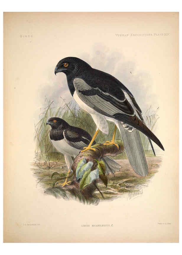 Reproducción/Reproduction 6258159654: Anatomical and zoological researches v.2. London,B. Quaritch,1878