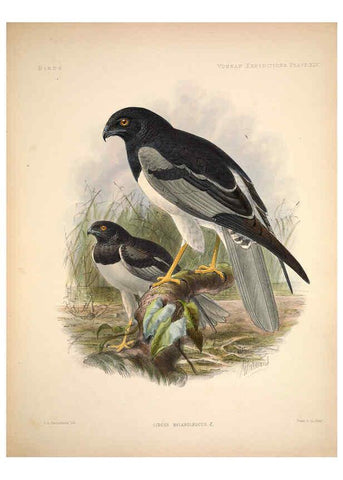Reproducción/Reproduction 6258159654: Anatomical and zoological researches v.2. London,B. Quaritch,1878