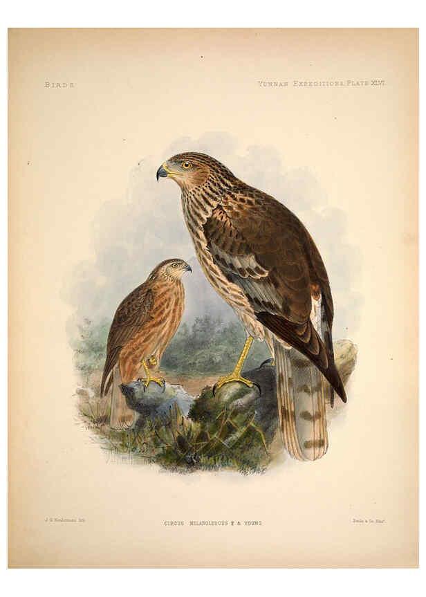 Reproducción/Reproduction 6257633593: Anatomical and zoological researches v.2. London,B. Quaritch,1878