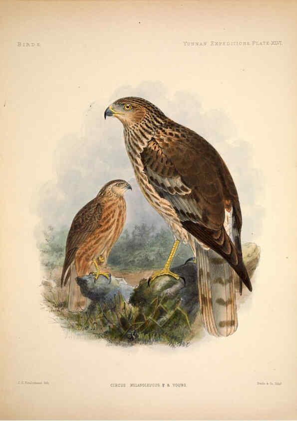 Reproducción/Reproduction 6257633593: Anatomical and zoological researches v.2. London,B. Quaritch,1878