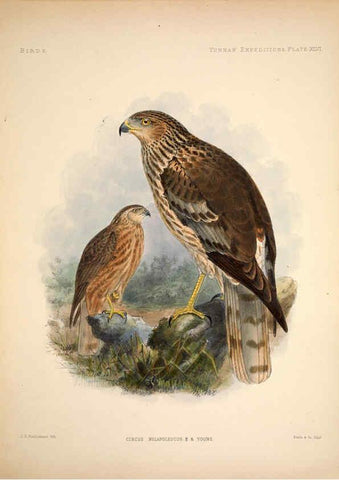 Reproducción/Reproduction 6257633593: Anatomical and zoological researches v.2. London,B. Quaritch,1878